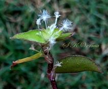  Female flowers